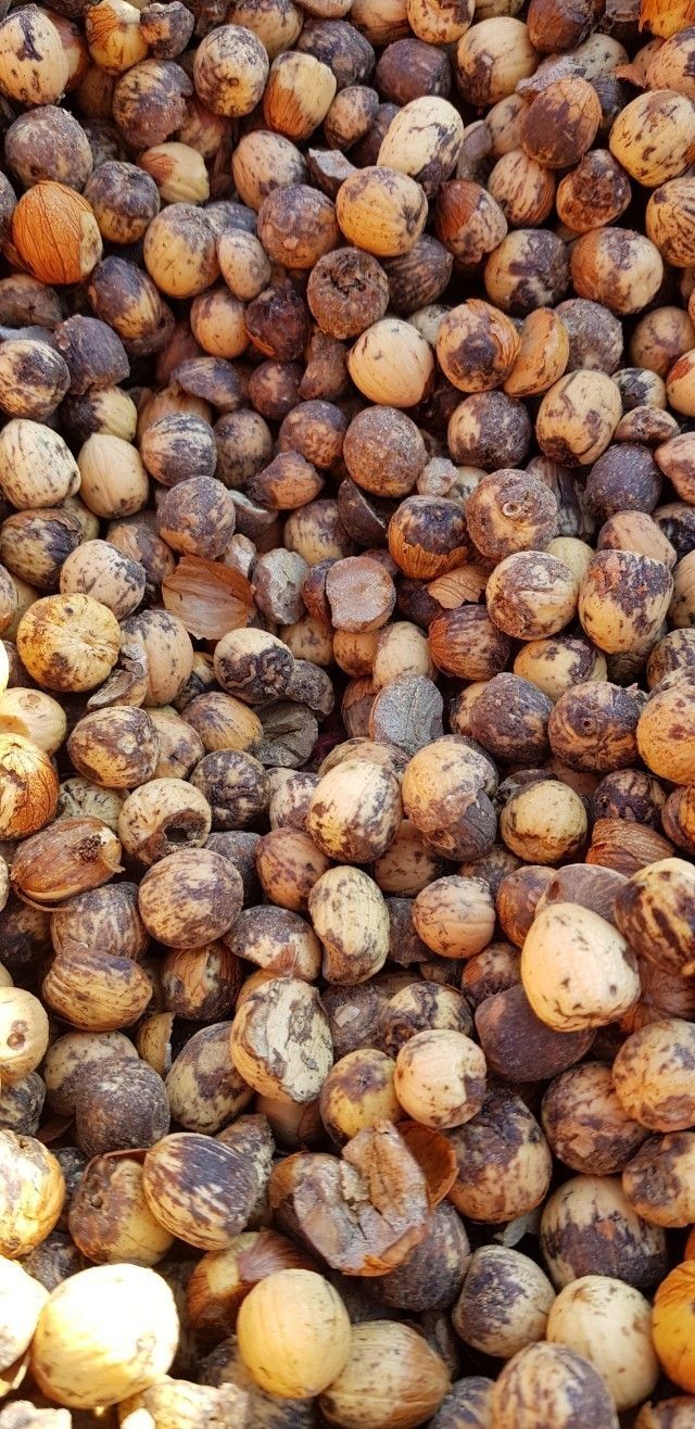 강화댁님의 장터 판매 상품 [국산 도토리가루 1.2키로(한되)] 첨부 사진