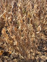 팜모닝 · 게시글 이미지