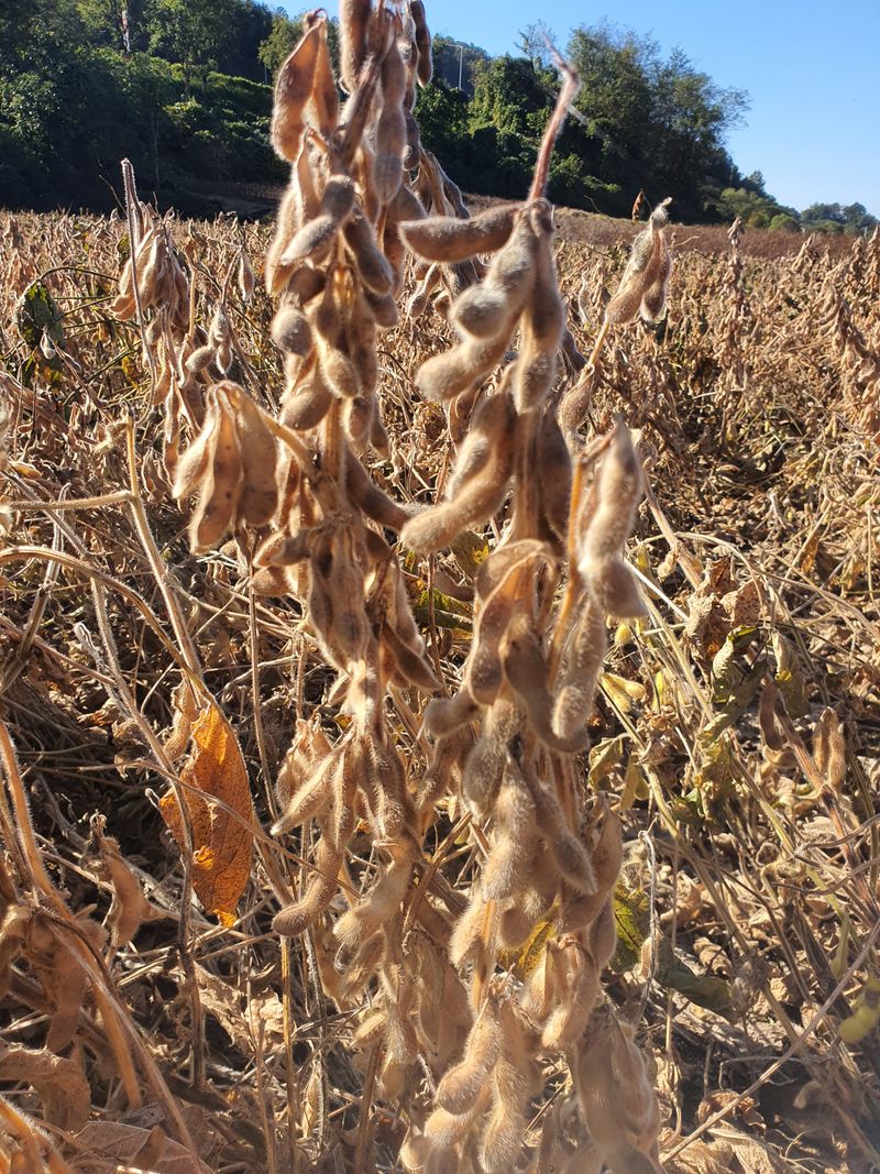 권철환님의 장터 판매 상품 [노부부가 정성껏 가꾼 메주콩(흰콩) 8kg(1말)] 첨부 사진