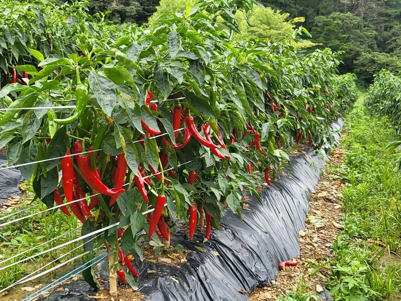 김영섭 님의 장터 판매 상품 [강원도 영월군 삼옥리 건고추 ( 600g )] 첨부 사진