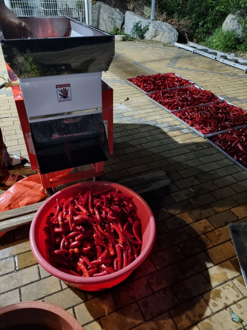 김영섭 님의 장터 판매 상품 [강원도 영월군 삼옥리 건고추 ( 600g )] 첨부 사진