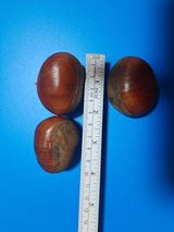 팜모닝 기타작물·자유게시판 게시글 이미지