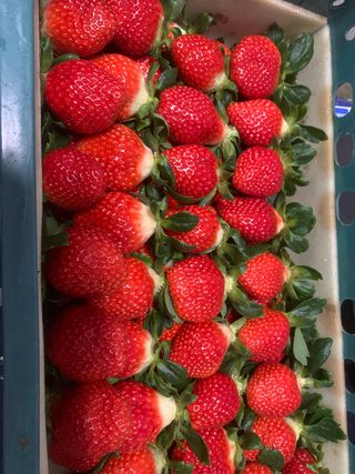 이제현님의 콩 · 자유게시판 작성글 사진