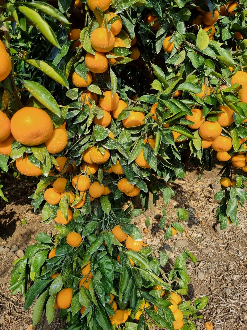 장터 상품 [조생귤 5kg 10kg '일단 한번 먹어 보시라니깐요!!'] 썸네일