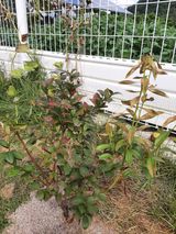 팜모닝 블루베리·병해충상담 게시글 이미지