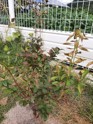 고경재님의 블루베리 · 병해충상담 작성글 사진