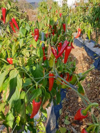 허굴산농장님의 고추 · 일상 작성글 사진