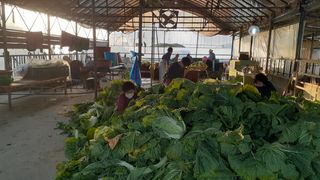 송광만님의 배추 · 일상 작성글 사진