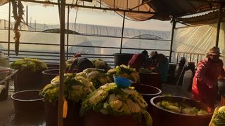 송광만님의 배추 · 일상 작성글 사진