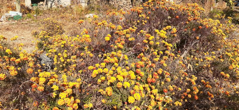 살로매님의 장터 판매 상품 [구봉산 아래 자생으로 피는 겹 메리골드입니다 500미리병] 첨부 사진