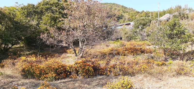 살로매님의 장터 판매 상품 [구봉산 아래 자생으로 피는 겹 메리골드입니다 500미리병] 첨부 사진