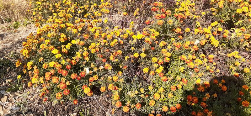 살로매님의 장터 판매 상품 [구봉산 아래 자생으로 피는 겹 메리골드입니다 500미리병] 첨부 사진