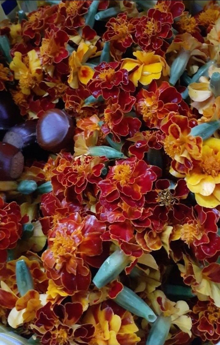 살로매님의 장터 판매 상품 [구봉산 아래 자생으로 피는 겹 메리골드입니다 500미리병] 첨부 사진