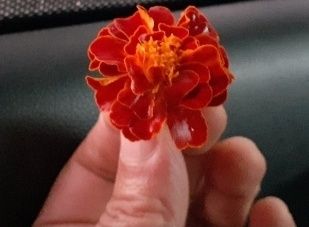 장터 상품 [구봉산 아래 자생으로 피는 겹 메리골드입니다 500미리병] 썸네일