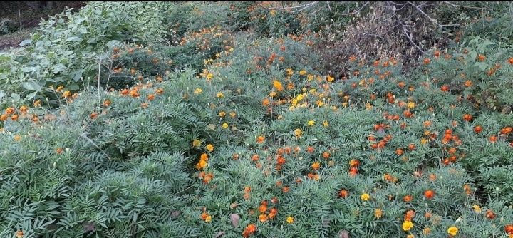 살로매님의 장터 판매 상품 [구봉산 아래 자생으로 피는 겹 메리골드입니다 500미리병] 첨부 사진