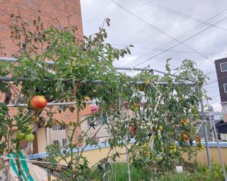 해안로님의 토마토 · 생장기 농작업 작성글 사진
