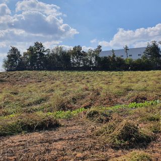 마영태님의 들깨 · 자유게시판 작성글 사진