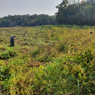 마영태님의 들깨 · 자유게시판 작성글 사진