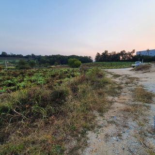 마영태님의 들깨 · 자유게시판 작성글 사진