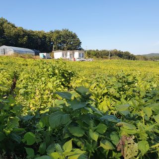 마영태님의 들깨 · 자유게시판 작성글 사진