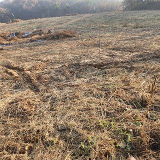 마영태님의 들깨 · 자유게시판 작성글 사진