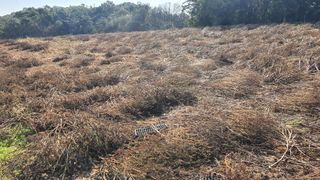 마영태님의 들깨 · 자유게시판 작성글 사진