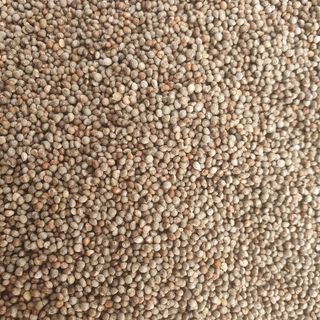 마영태님의 들깨 · 자유게시판 작성글 사진