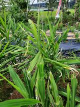 팜모닝 기타작물·병해충상담 게시글 이미지