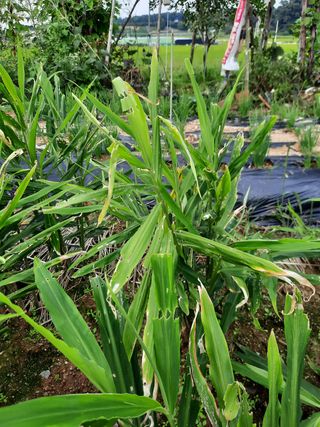 홀로님의 기타작물 · 병해충상담 작성글 사진