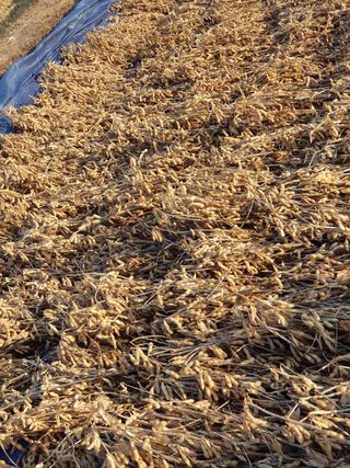 윤현옥님의 콩 · 자유게시판 작성글 사진