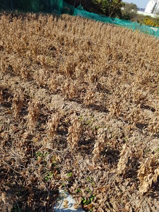 윤현옥님의 콩 · 자유게시판 작성글 사진