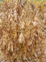 팜모닝 콩·자유게시판 게시글 이미지