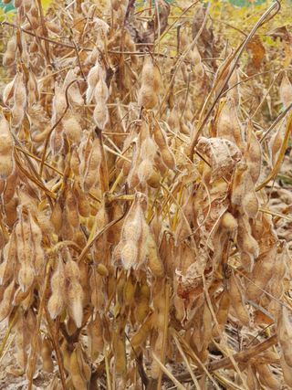 윤현옥님의 콩 · 자유게시판 작성글 사진