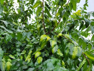 실버대추님의 기타작물 · 병해충상담 작성글 사진