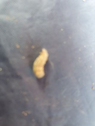 김권수님의 배추 · 병해충상담 작성글 사진