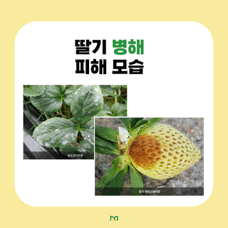 알 수 없음님의 딸기 · 병해충상담 작성글 사진