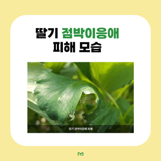 알 수 없음님의 딸기 · 병해충상담 작성글 사진