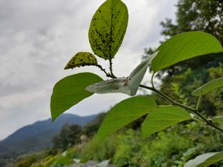 강창우님의 기타작물 · 병해충상담 작성글 사진