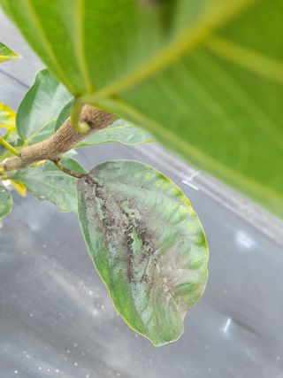 강창우님의 기타작물 · 병해충상담 작성글 사진