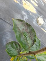 팜모닝 기타작물·병해충상담 게시글 이미지