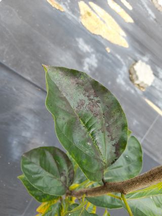 강창우님의 기타작물 · 병해충상담 작성글 사진