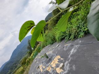 강창우님의 기타작물 · 병해충상담 작성글 사진