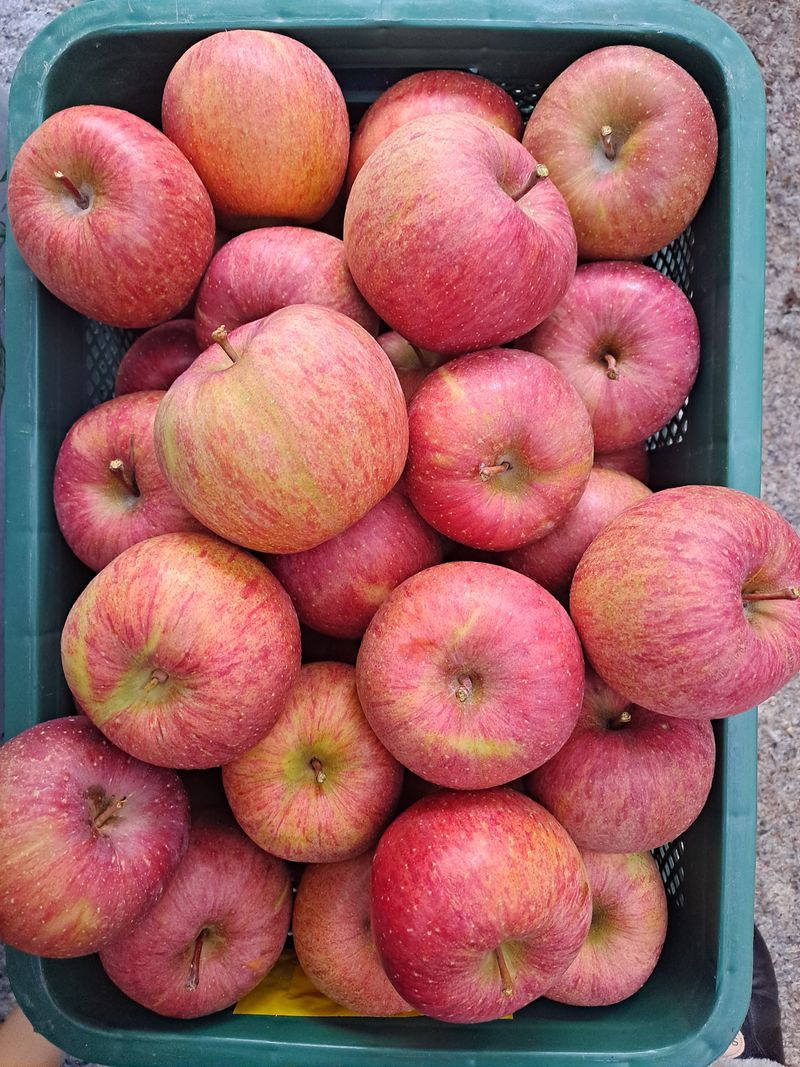 김종현님의 장터 판매 상품 [🏞강원도 횡성 치악산 부사사과 판매🏞 ] 첨부 사진