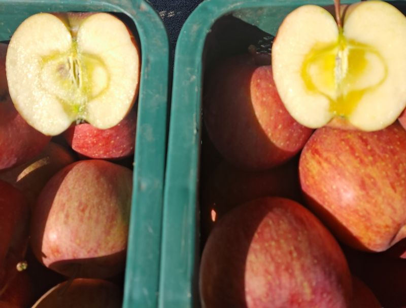 장터 상품 [🏞강원도 횡성 치악산 부사사과 판매🏞 ] 썸네일