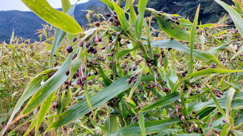 금익수님의 장터 판매 상품 [율무 도정하는곳 알려주세요 ] 첨부 사진