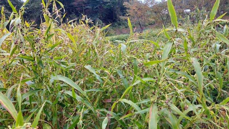 장터 상품 [율무 도정하는곳 알려주세요 ] 썸네일