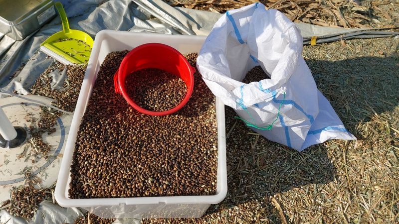 금익수님의 장터 판매 상품 [율무 도정하는곳 알려주세요 ] 첨부 사진