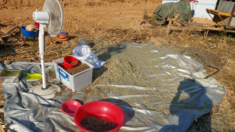 금익수님의 장터 판매 상품 [율무 도정하는곳 알려주세요 ] 첨부 사진