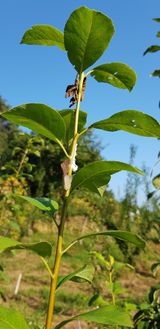 팜모닝 기타작물·병해충상담 게시글 이미지