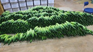 정입분님의 오이 · 자유게시판 작성글 사진